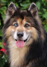 Foster Care Needed for Dog in West Texas