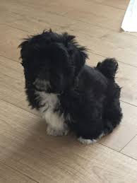 Minimum of 4 dogs earning titles. Black And White Male Lhasa Apso Puppy Middlesbrough North Yorkshire Pets4homes