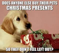 Today 16 Funny Pics And Memes Dog Quotes Funny Dog Memes Dog Memes