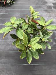 Image result for Costus