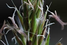 Image result for Anthoxanthum nivale