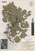 Image result for Pleurostylia capensis