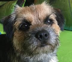 Check spelling or type a new query. Www Borderterrier Birkengrund De Deckrude