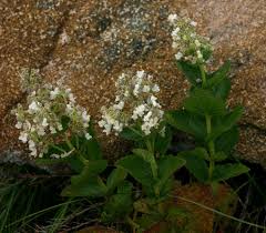 Image result for Coleus sessilifolius