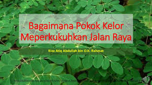 Check spelling or type a new query. Pokok Kelor Meperkukuhkan Jalan Raya
