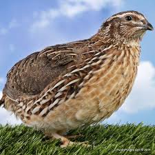 Juvenile Assorted Coturnix Quail Purely Poultry Quail Raising Quail Baby Bearded Dragon