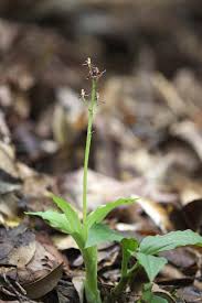 Image result for Liparis nervosa