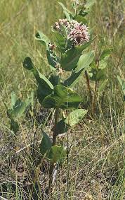 Image result for Asclepias buchwaldii