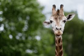 Daarnaast zijn safaripark & speelland beekse bergen, dierenrijk, zooparc overloon, aquazoo leeuwarden en luchtvaartmuseum aviodrome ook weer geopend. Beekse Bergen Overnachten Beekse Bergen Pretparkreizen Nl