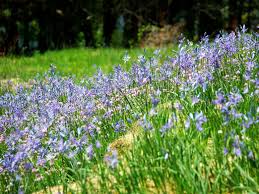 Tag us or use #visitportlandme to give us permission to repost! 5 Of The Best Wildflower Hikes Near Portland