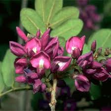 Image result for Philenoptera katangensis