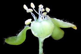 Image result for Virectaria major