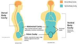 Once mature, some lymphocytes will be housed in the lymphoid organs, while others will travel continuously around the body through the lymphatic vessels and bloodstream. Body Cavities And Membranes Anatomy And Physiology Notes