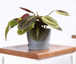 Ask our expert questions about your houseplants. How To Identify House Plants Quickly Identify Indoor Plants