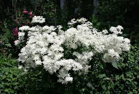 Check spelling or type a new query. Bloom Booster Fertilizer Nonsense 5 Garden Myths