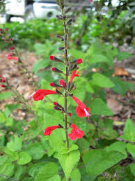 Aug 11, 2008 · native to: Salvia Coccinea A Short Lived Perennial Grows Throughout Florida