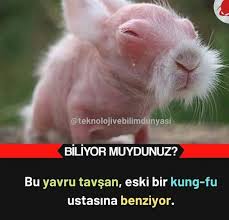 Zey No Adli Kullanicinin Komik Panosundaki Pin 2020 Komik Hayvan Bilimi Komik Seyler