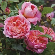 Browse pictures and read growth / cultivation information about english rose, shrub rose (rosa ) 'thomas a becket' supplied by member gardeners in the plantfiles database at dave's garden. Boscobel Fragrant English Shrub Rose 6l Roses Webbs Garden Centre