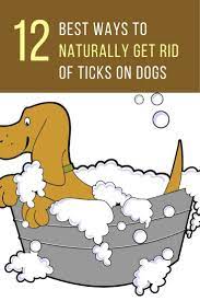 12 Best Ways For Getting Rid Of Ticks On Dogs Nautally Ticks On Dogs Get Rid Of Ticks Tick Bites On Dogs