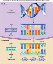 Transcription And Translation Biology Classroom Biology Lessons Teaching Biology