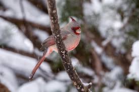 Image result for Pyralis cardinalis