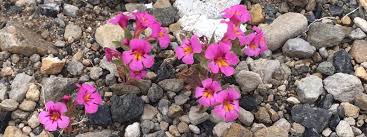 It is heat and frost tolerant, and deciduous. Where To Find Desert Wildflowers Near Tucson Tucson Community Guide