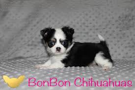 Long haired, apple head, deer head, short hair, white, black, blue, fawn, blue merle chihuahuas in georgia Bonbonchihuahuas Just Plain Fabulous