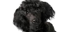 medium poodle from outdoordogfun.com