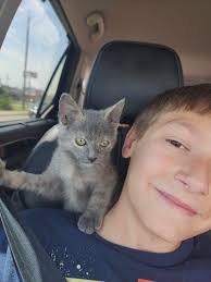 Hello Friends! We have to siamese female kittens available for rehoming.  Please text 503-754-1657 for more details. Located at Aubrey, TX 76227