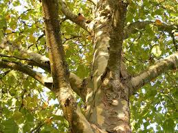 Now let me repeat, i do not have zacchaeus' confession of faith; 15 Trees Every Outdoor Lover Should Learn To Identify