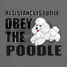 Image result for resistance is futile obey the poodle