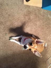 These sprays emit a foul odor and give the carpet a foul taste for your dog and make them lose their interest in whatever they wanted to get their teeth in. How Can I Stop My 8 Month Old Pup From Chewing On Everything She Has Chewed Holes In Brand New Blankets Chewed Up Her Bed Toys If She Petcoach