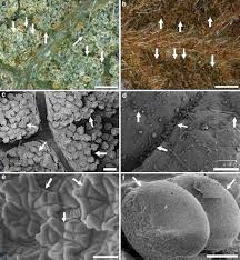 Image result for Combretum celastroides