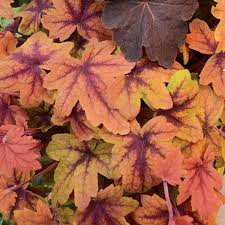 Heuchera Sweet Tea From Wayside Gardens A cross of heuchera and tiarella. heucherella sweet tea