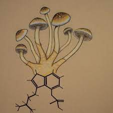 Golden Teacher How Visuals Mushroom Cultivation Shroomery Message Board