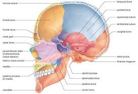 Sagittal Skull Craniosacral Therapy Skull Anatomy Musculoskeletal System