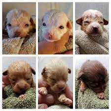 Dumped Newborn Puppies Open Their Eyes