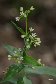 Image result for Vincetoxicum stenolobum