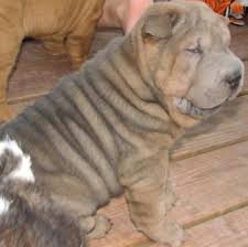 Traditionally kept as a watchdog and property guardian, the shar pei was driven to the brink of extinction in the 20th century. Sharpei Colors Ozellelily Shar Pei Shar Pei P E I Dogs