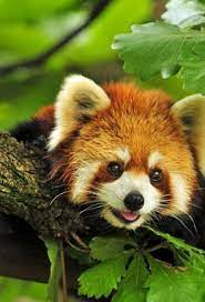 Below you'll discover the complete list of animal names our. Sikkim Wildlife National Parks Wildlife Sanctuaries In Sikkim