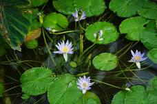 Aquatic Plant Exploration & Paddle