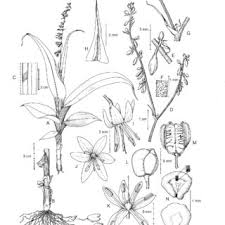 Image result for Chamaecrista zambesica