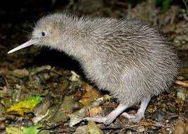 Image result for tui and kea and kiwi and day animals