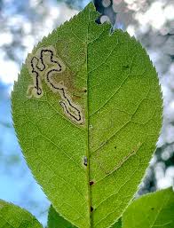 Image result for Stigmella freyella