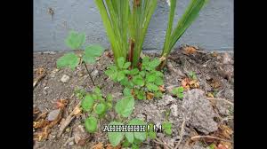 How to kill weeds is probably the main question many new gardeners have about their gardens. How To Kill Weeds Without Harming Your Bedding Plants Youtube