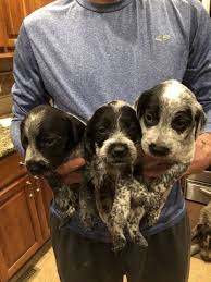 Feel free to browse hundreds of active classified puppy for sale listings, from dog breeders in pa and the. Litter Of 8 Australian Cattle Dog Wirehaired Pointing Griffon Mix Puppies For Sale In Kearney Ne Adn 55436 On Pu Mixed Breed Puppies Puppies Puppies For Sale