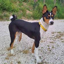 Even before the pyramids were built, these dogs were known to. Parti Colour Basenji I Want Basenji Dogs Dogs Lap Dogs
