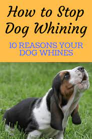 How To Stop Dog Whining 10 Reasons Your Dog Whines Learn Here Dog Whining Dog Crying Puppy Whining