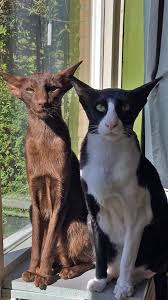 these oriental shorthairs are apparently named pix and moby though no clue which is which regardless great names oriental shorthair cats cats beautiful cats