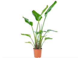 ✔︎ je peux dire : La Touche Tropicale De L Oiseau Du Paradis La Presse